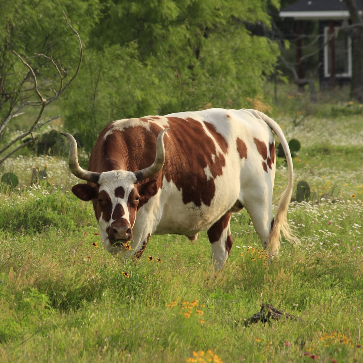 A longhorn steer grazing in a Texas wildflower field, taken by Joshua Gest